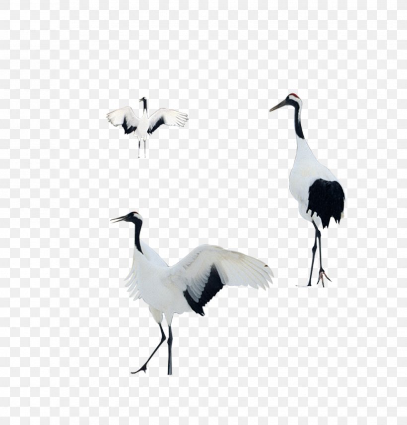 Bird Crane Goose, PNG, 1858x1944px, Bird, Animal, Beak, Crane, Crane Like Bird Download Free