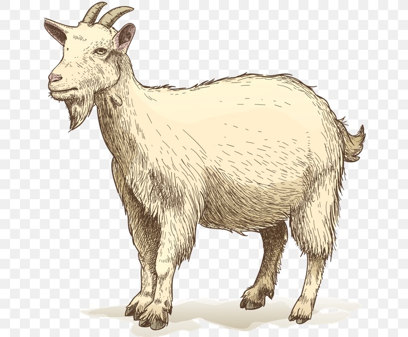 Goat Drawing Clip Art, PNG, 650x677px, Goat, Cattle Like Mammal, Cow Goat Family, Drawing, Fauna Download Free