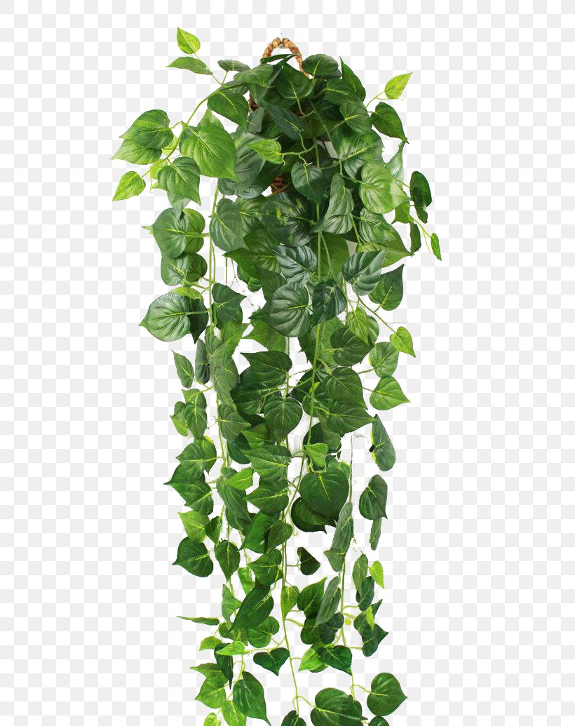 Parthenocissus Tricuspidata Ivy Green Vine Wall, PNG, 800x1035px, Parthenocissus Tricuspidata, Branch, Flowering Plant, Flowerpot, Grass Download Free