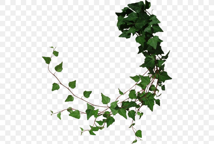 Vine Clip Art, PNG, 500x552px, Vine, Branch, Common Ivy, Drawing, Flowering Plant Download Free