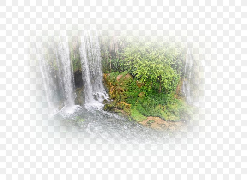 Water Resources Water Feature Tree, PNG, 800x600px, Water Resources, Tree, Water, Water Feature Download Free