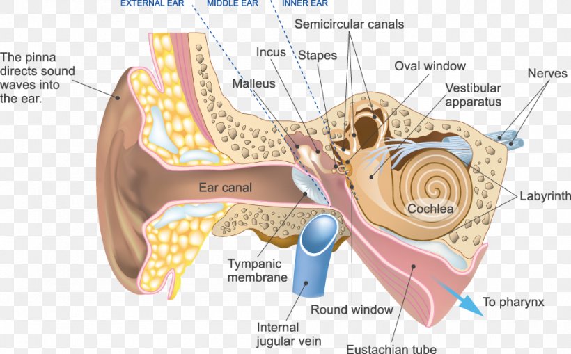 Auditory System Cochlear Nerve Outer Ear, PNG, 950x590px, Watercolor, Cartoon, Flower, Frame, Heart Download Free