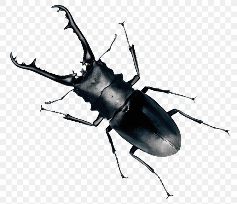 Beetle Clip Art, PNG, 1290x1110px, Beetle, Animation, Arthropod, Black And White, Digital Media Download Free