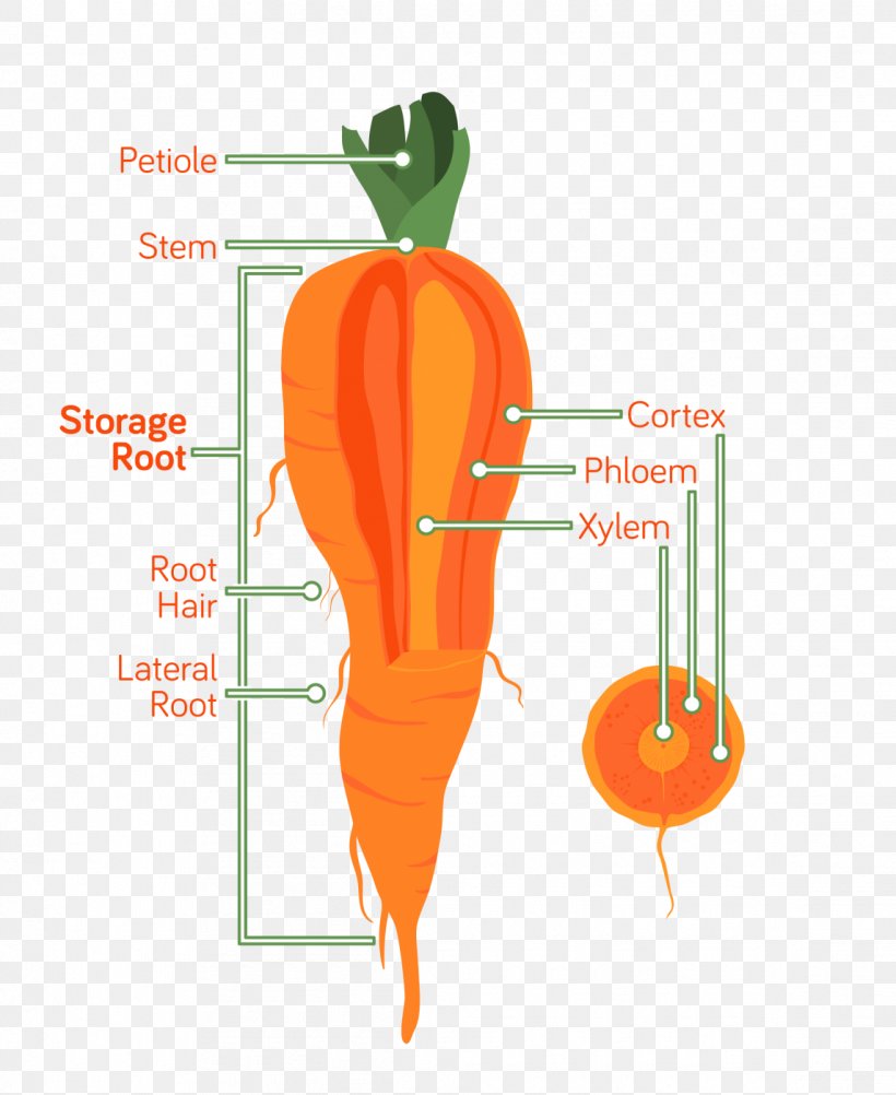 Carrot Root Anatomy Vegetable Xylem, PNG, 1145x1400px, Watercolor, Cartoon, Flower, Frame, Heart Download Free