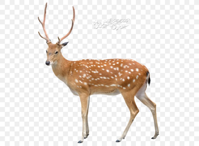 Sika Deer Stock Photography Royalty-free Chital, PNG, 577x600px, Deer, Animal Figure, Antelope, Antler, Chital Download Free