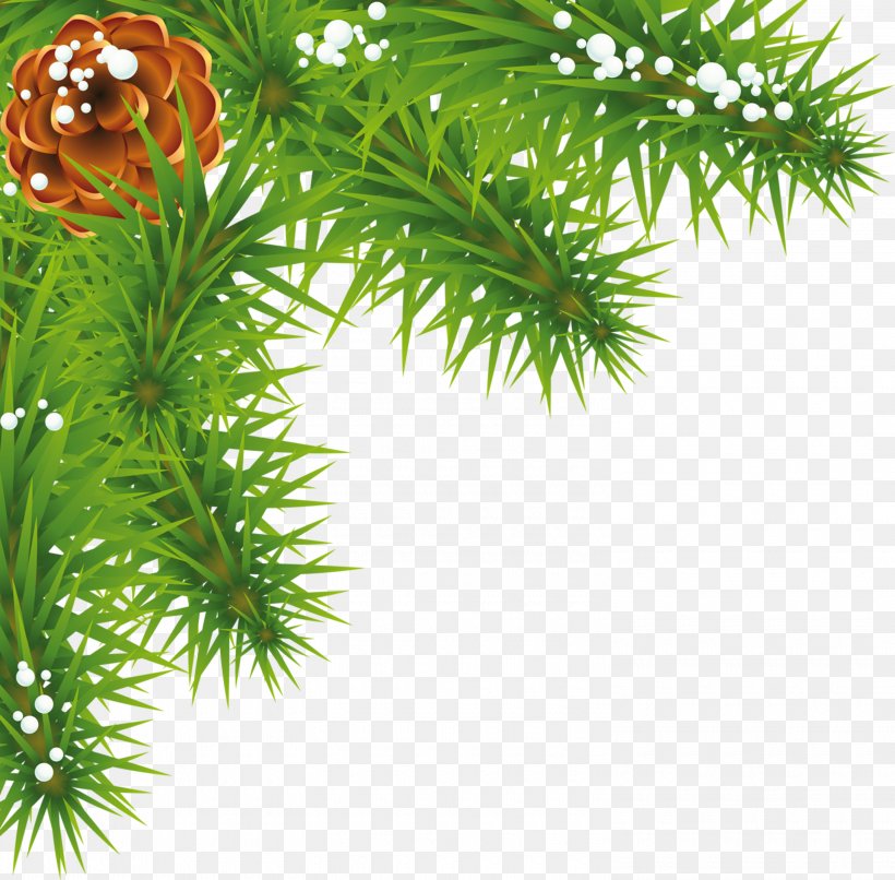 Spruce Pine Fir Evergreen Larch, PNG, 3000x2951px, Spruce, Branch, Christmas, Christmas Ornament, Conifer Download Free