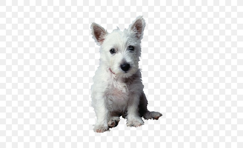 West Highland White Terrier Stock Photography Animal Pet, PNG, 500x500px, West Highland White Terrier, Animal, Cairn Terrier, Canidae, Carnivore Download Free