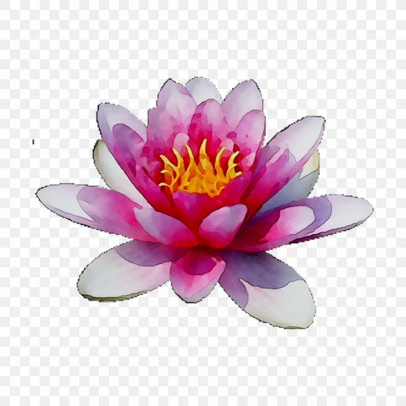 Sacred Lotus Purple, PNG, 990x990px, Sacred Lotus, Aquatic Plant, Botany, Flower, Flowering Plant Download Free