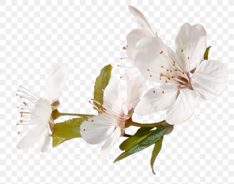 Cherry Blossom Cerasus Image Tree, PNG, 800x646px, Blossom, Alstroemeriaceae, Apple, Apples, Branch Download Free