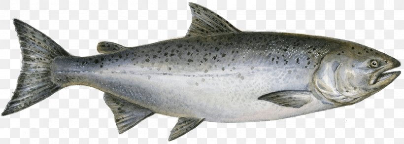 Chinook Salmon Pink Salmon Sockeye Salmon Chum Salmon, PNG, 1200x428px, Chinook Salmon, Animal Figure, Aquaculture Of Salmonids, Bony Fish, Chum Salmon Download Free