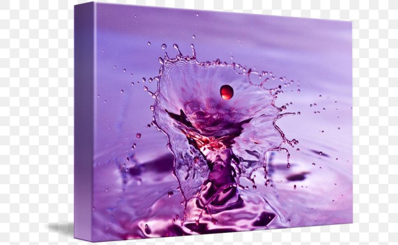Gallery Wrap Violet Still Life Photography Water, PNG, 650x506px, Gallery Wrap, Art, Canvas, Flower, Lilac Download Free