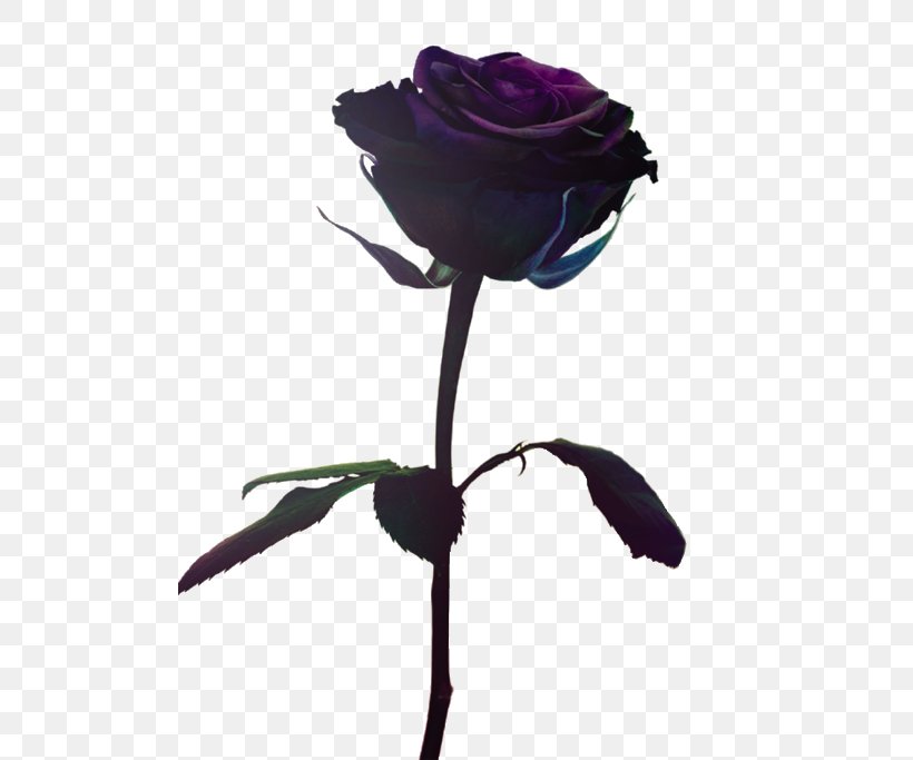 Photography Fashion Los Angeles Color Flower, PNG, 500x683px, Photography, Beauty, Black Rose, Color, Cut Flowers Download Free