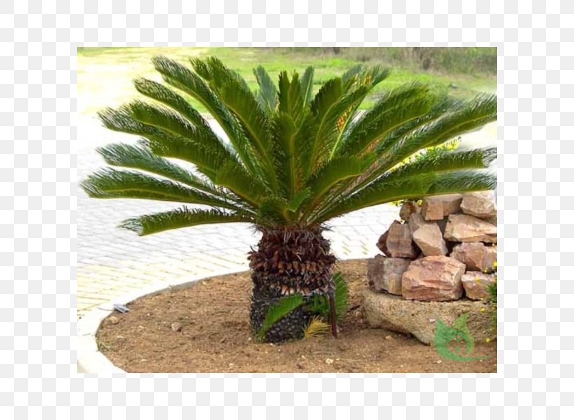 Sago Palm Cycad Arecaceae Garden, PNG, 600x600px, Sago Palm, Arecaceae, Arecales, Coconut, Cycad Download Free