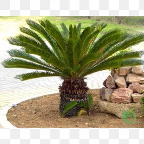 Plant - Sago Palm Cycad Arecaceae Garden PNG