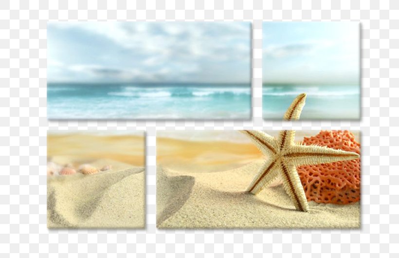 Beach Desktop Wallpaper Shore Starfish Seashell, PNG, 750x530px, Beach, Computer, Highdefinition Television, Hvga, Resort Download Free