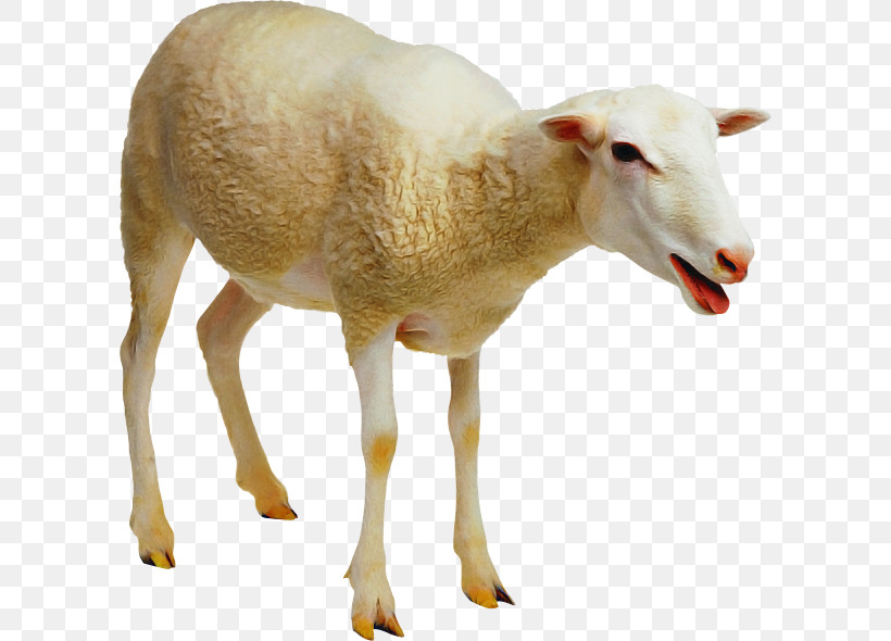 Goat Sheep Farming Jacob Sheep Livestock Sheep–goat Hybrid, PNG, 600x590px, Goat, Agriculture, Bovidae, Farm, Jacob Sheep Download Free