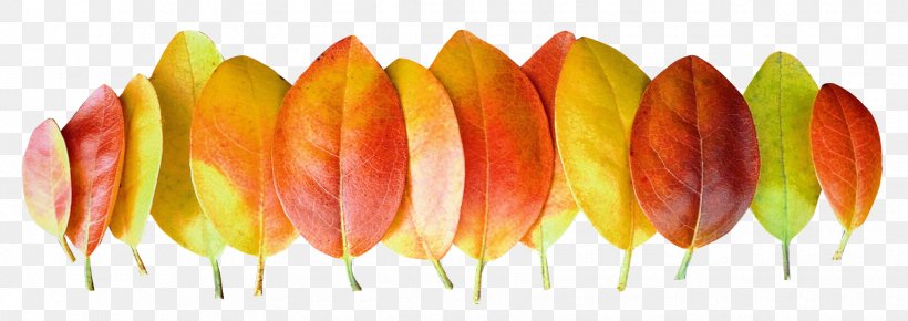 Leaf Autumn, PNG, 1750x619px, Autumn, Autumn Leaf Color, Autumn Leaves, Flower, Image Resolution Download Free