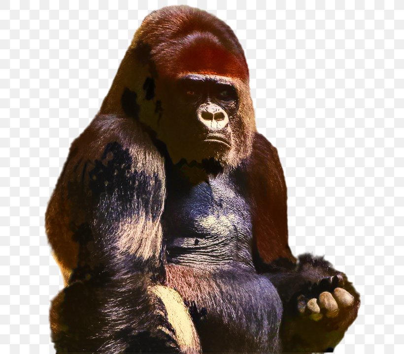 Western Gorilla Dualdgaming Reddit Video Orangutan, PNG, 659x720px, Western Gorilla, Fictional Character, Gorilla, Humour, Mammal Download Free