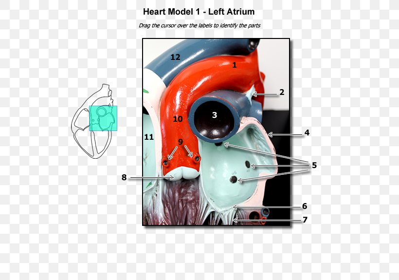 Atrium Heart Human Anatomy Circulatory System, PNG, 600x575px, Watercolor, Cartoon, Flower, Frame, Heart Download Free