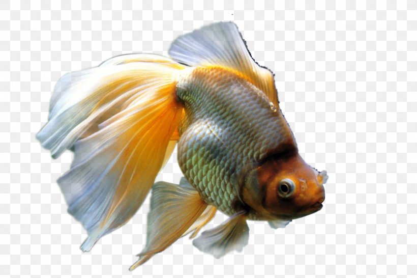Common Goldfish Aquarium Fishkeeping, PNG, 1772x1181px, Fish, Animal, Aquarium, Bony Fish, Common Goldfish Download Free
