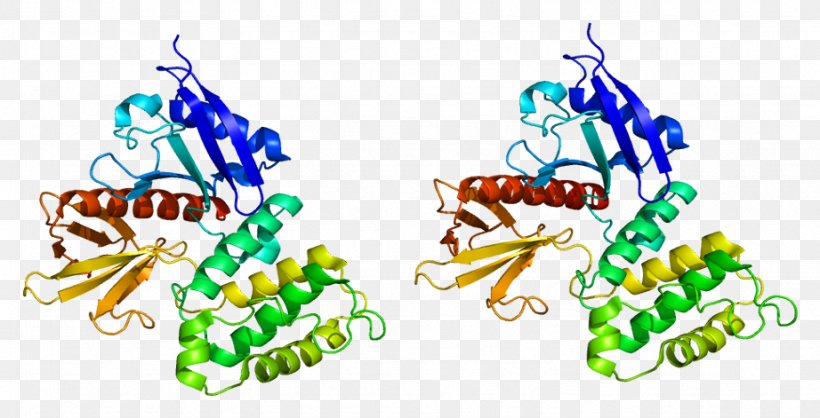 Ezrin ERM Protein Family Moesin Villin, PNG, 922x471px, Ezrin, Erm Protein Family, Ferm Domain, Gene, Merlin Download Free
