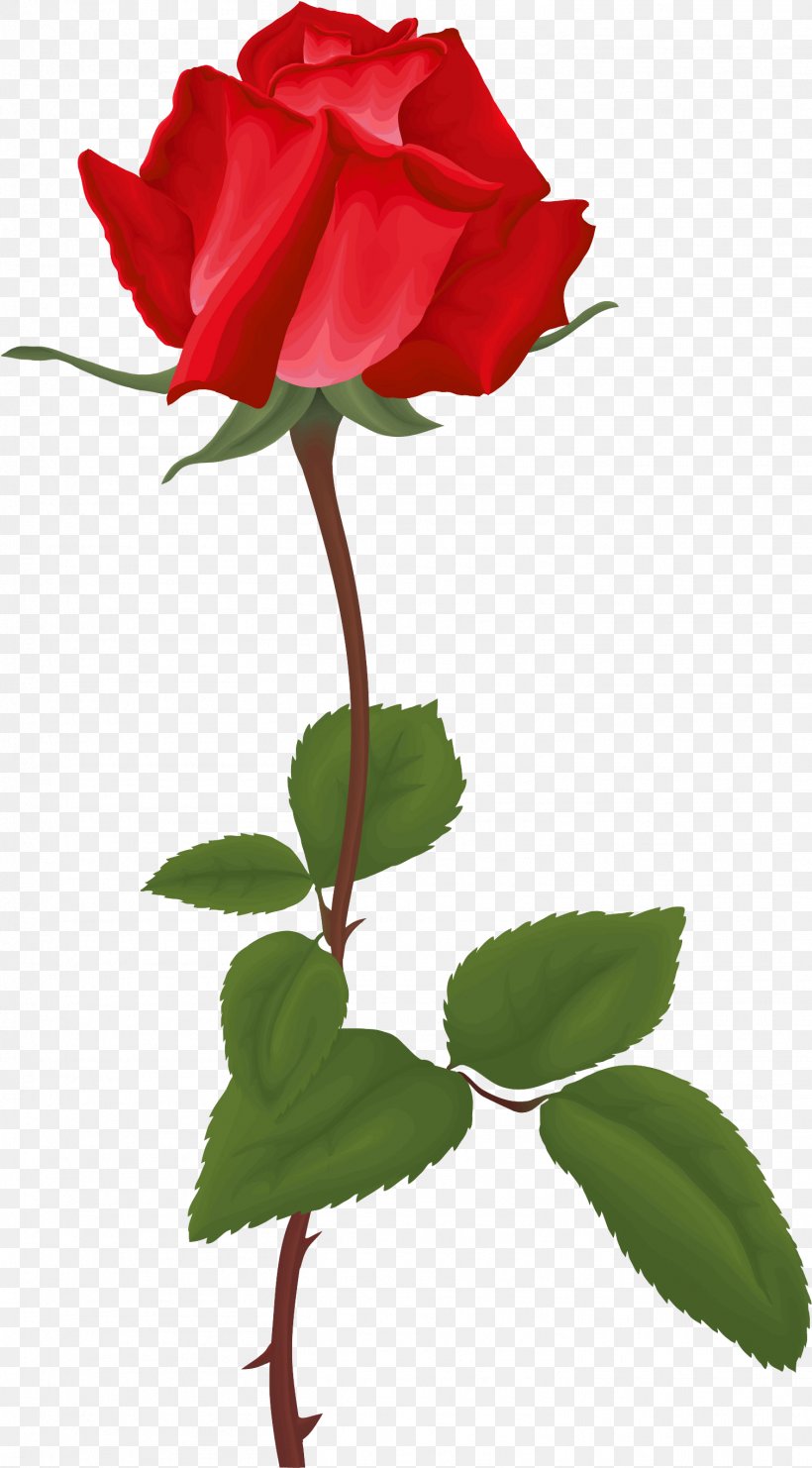 Garden Roses Clip Art, PNG, 1509x2729px, Garden Roses, Bud, China Rose ...