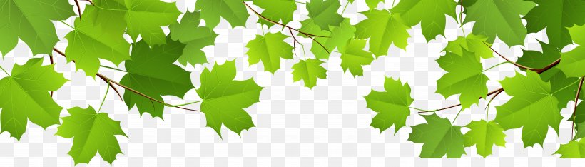 Leaf Clip Art, PNG, 11174x3193px, Leaf, Autumn, Autumn Leaf Color, Branch, Grape Leaves Download Free