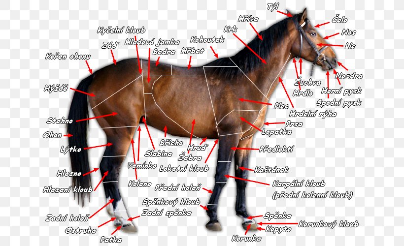 Mane Mustang Stallion Dales Pony Colt, PNG, 660x500px, Mane, Bridle, Colt, Halter, Hippology Download Free