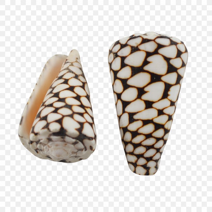 Seashell Conus Marmoreus Cone Snails Conus Litteratus Conchology, PNG, 1100x1100px, Seashell, Abalone, Artifact, Clam, Conchology Download Free