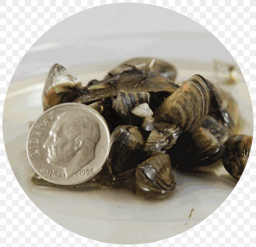Zebra Mussel Quagga Mussel Clam, PNG, 1600x1545px, Mussel, Animal Source Foods, Bivalvia, Clam, Clams Oysters Mussels And Scallops Download Free