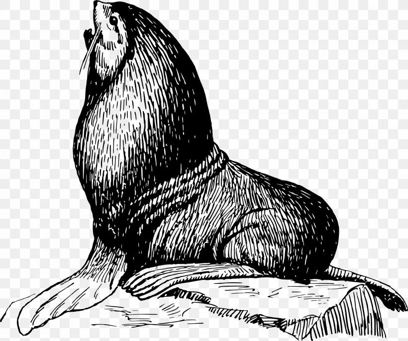 Earless Seal Drawing Kleurplaat, PNG, 2400x2010px, Earless Seal, Animal, Anskuelsestavle, Art, Beak Download Free
