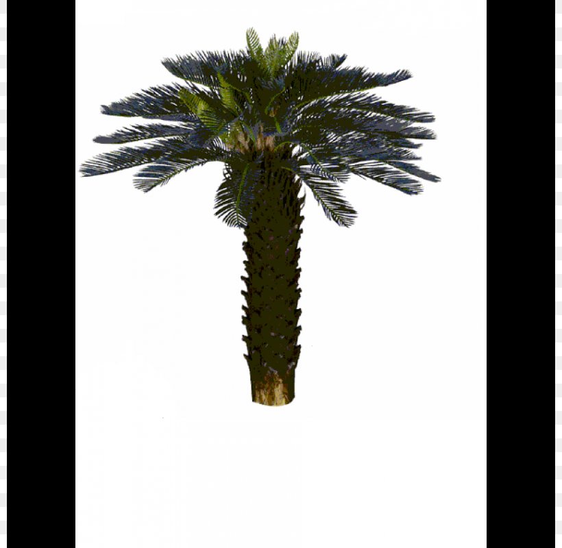 Asian Palmyra Palm Trachycarpus Fortunei Arecaceae Tree Coconut, PNG, 800x800px, 3d Computer Graphics, Asian Palmyra Palm, Areca Palm, Arecaceae, Arecales Download Free