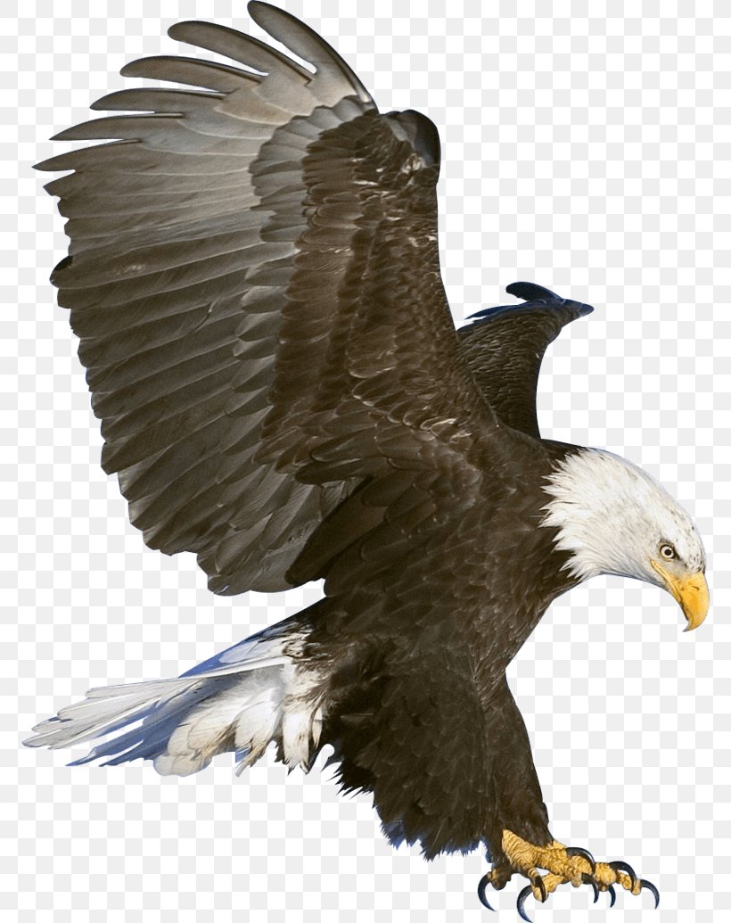 Bald Eagle Clip Art, PNG, 772x1035px, Bald Eagle, Accipitriformes, Beak, Bird, Bird Of Prey Download Free