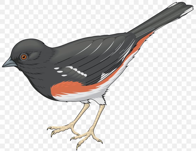 Hummingbird Cuckoos Parrot Clip Art, PNG, 2748x2115px, Bird, Beak, Bird Feeders, Bird Food, Cuckoos Download Free