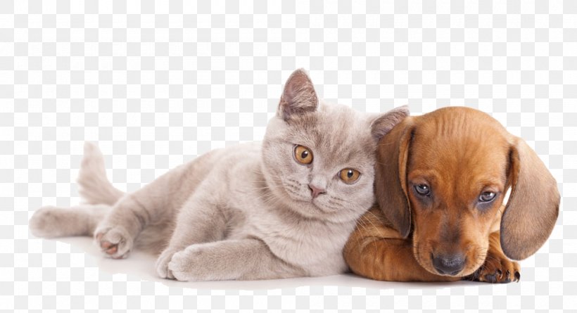 Cat Dog Pet Sitting Kitten Horse, PNG, 1000x543px, Cat, Carnivoran, Cat Like Mammal, Cats Dogs, Companion Dog Download Free