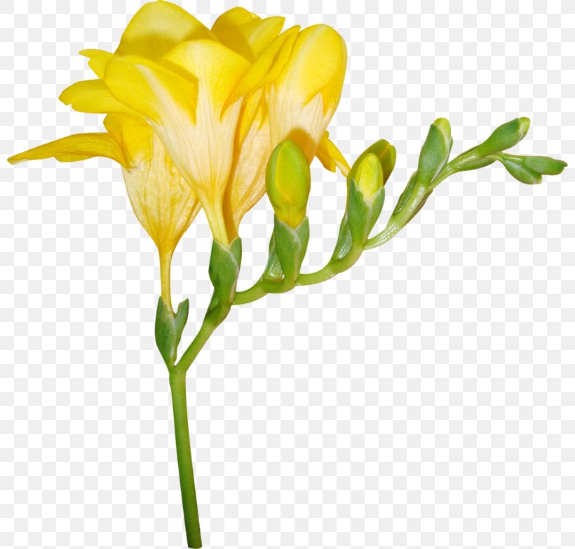 Cut Flowers Bud Plant Stem Petal, PNG, 800x784px, 1213, Flower, Bud, Cut Flowers, Evening Primrose Download Free