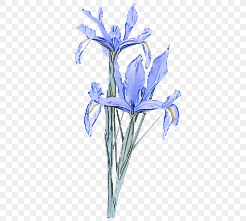 Flower Flowering Plant Plant Iris Iris Reticulata, PNG, 500x736px, Flower, Cut Flowers, Flowering Plant, Iris, Iris Family Download Free