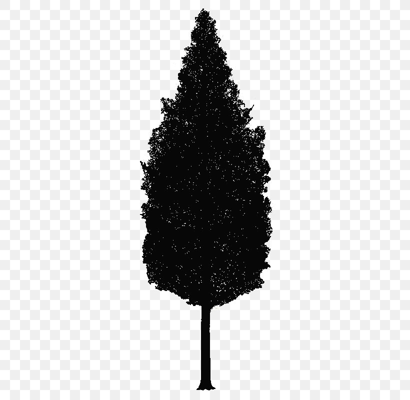 Spruce Christmas Tree Pine New Year, PNG, 325x800px, Spruce, Black And White, Branch, Christmas, Christmas Tree Download Free
