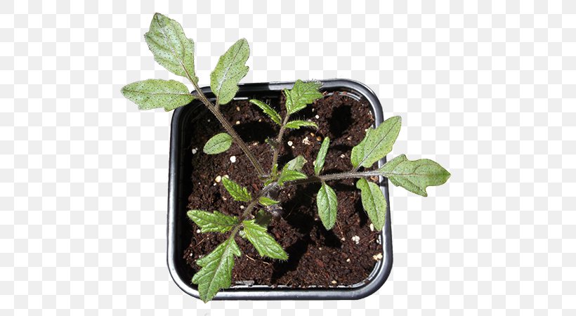 Cherry Tomato Leaf Plants Image Your Indoor Garden, PNG, 600x450px, Cherry Tomato, Fertilisers, Flowerpot, Herb, Information Download Free