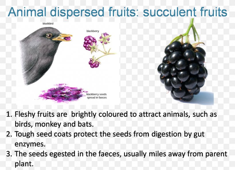 Grape Diseases Of Raspberries And Blackberries Blackberry Fruit Seed, PNG, 1100x793px, Grape, Berry, Blackberry, Disease, Fruit Download Free