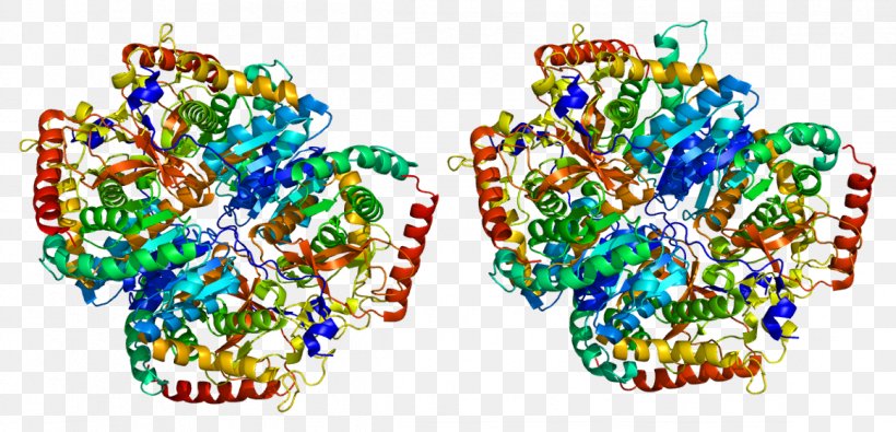 Lactate Dehydrogenase A Lactic Acid Protein, PNG, 1161x560px, Watercolor, Cartoon, Flower, Frame, Heart Download Free