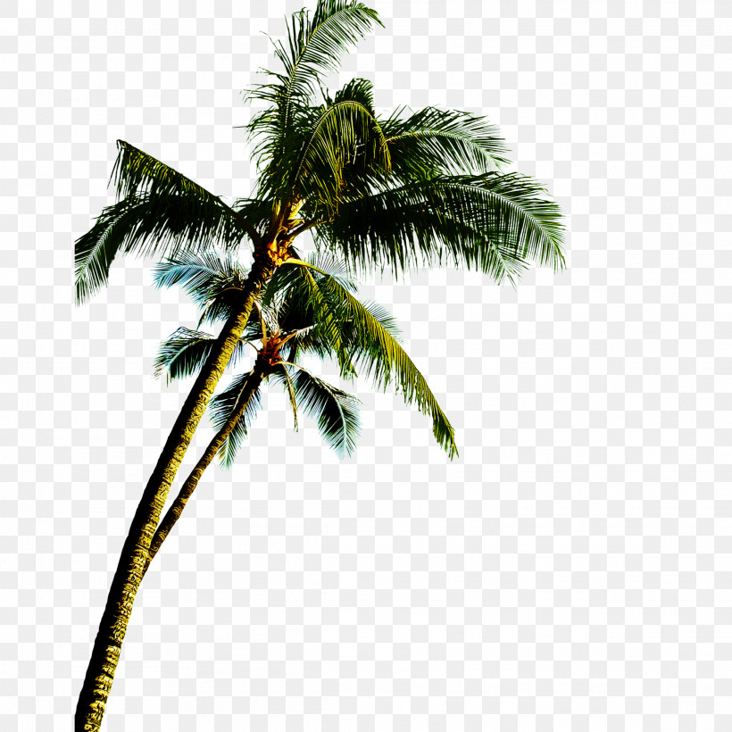 Palm Tree, PNG, 2289x2289px, Tree, Arecales, Attalea Speciosa, Borassus Flabellifer, Branch Download Free