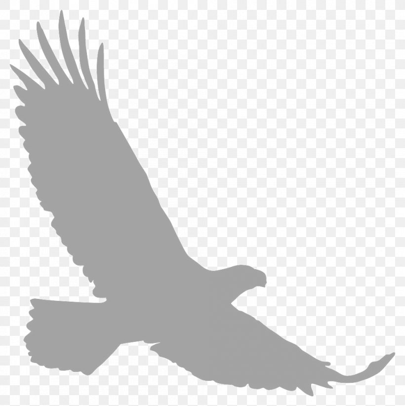 Bald Eagle Silhouette Clip Art, PNG, 997x1000px, Bald Eagle, Accipitriformes, Animal, Beak, Bird Download Free