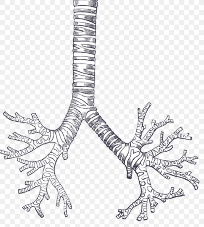 Bronchus Line Art, PNG, 1796x2000px, Bronchus, Anatomy, Animal Figure, Breathing, Bronchiole Download Free