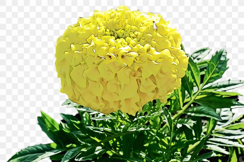 Flowers Background, PNG, 2448x1632px, Marigold, Annual Plant, Bloom, Blossom, Chrysanthemum Download Free