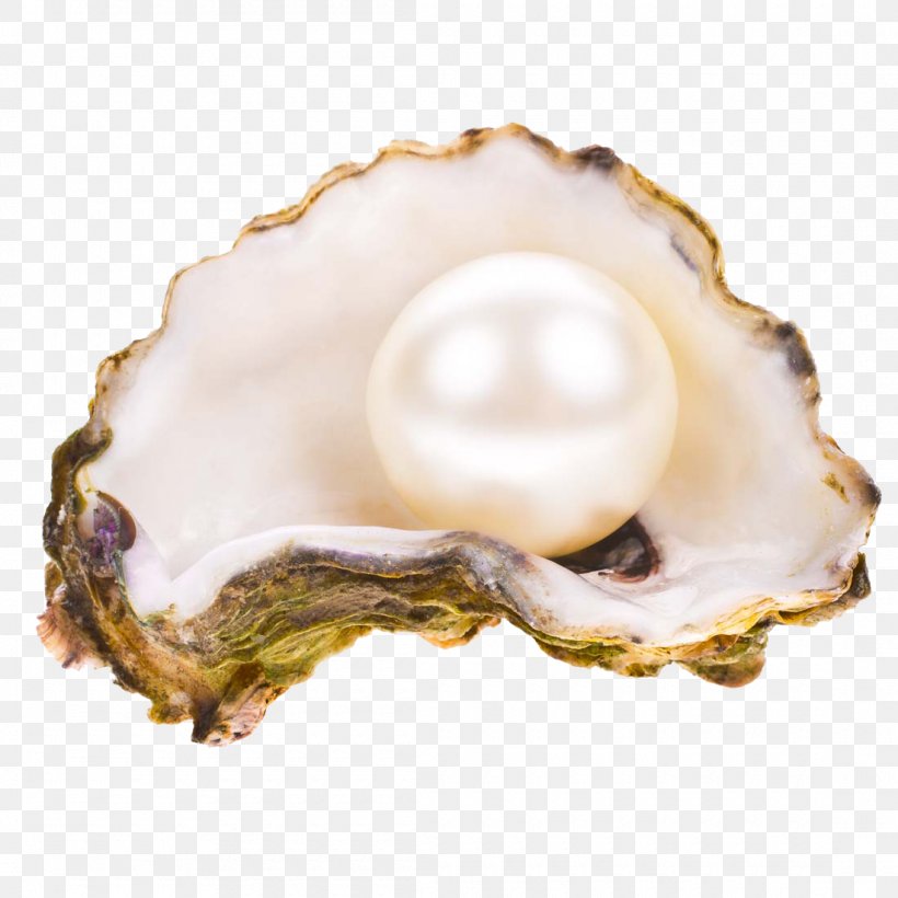 Oyster Pearl Seashell Stock Photography, PNG, 1100x1100px, Pearl, Animal Product, Clam, Clams Oysters Mussels And Scallops, Gemstone Download Free