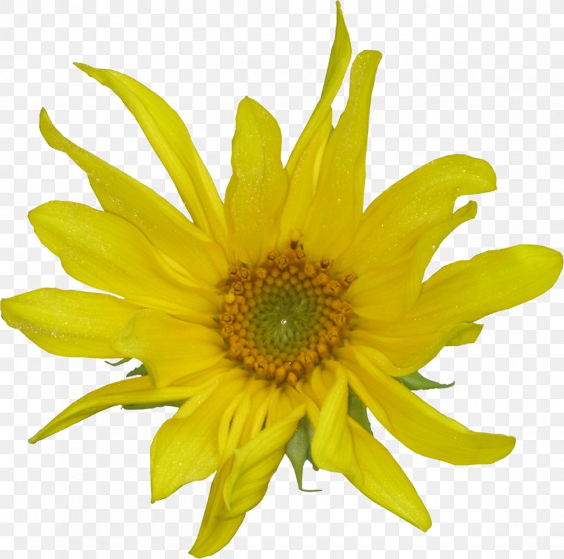 Common Sunflower Petal Cut Flowers Daisy Family, PNG, 1200x1191px, Common Sunflower, Annual Plant, Calendula Arvensis, Chrysanthemum, Chrysanths Download Free
