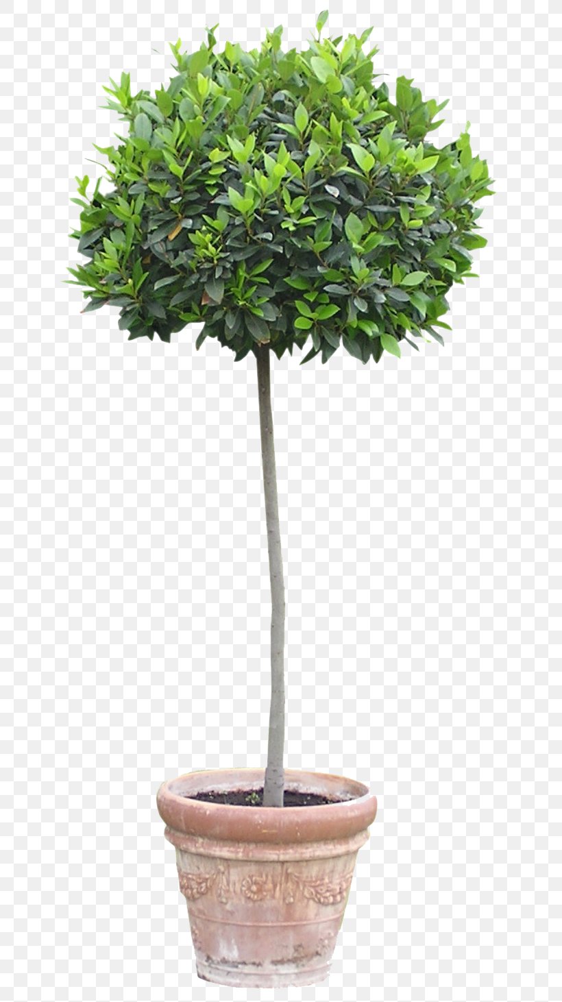 Flowerpot Houseplant Tree, PNG, 651x1462px, Flowerpot, Bamboo, Bonsai, Evergreen, Garden Download Free