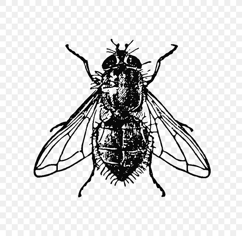 Royalty-free Stock Photography Illustration T-shirt Drawing, PNG, 800x800px, Royaltyfree, Arthropod, Bee, Black And White, Drawing Download Free