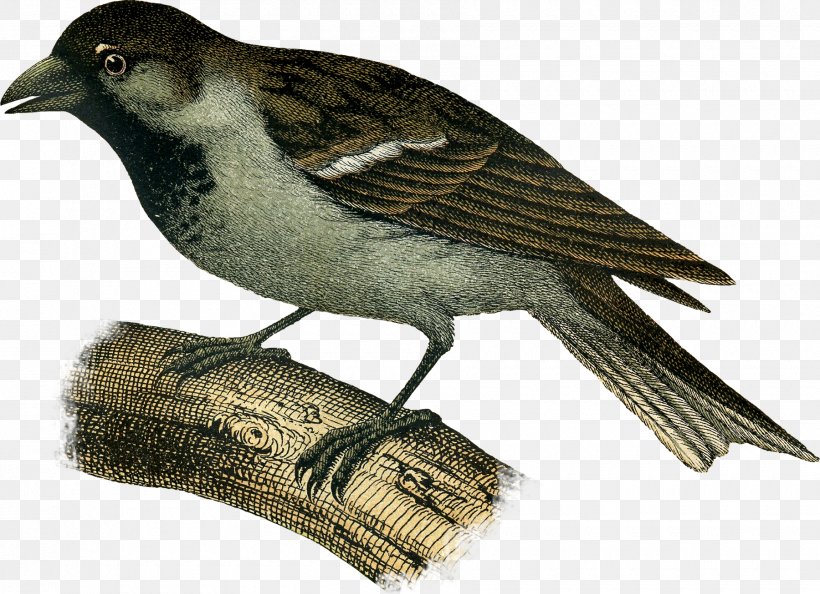 Common Nightingale Finches Lark House Sparrow American Sparrows, PNG, 1800x1306px, Common Nightingale, American Sparrows, Beak, Bird, Chickadee Download Free